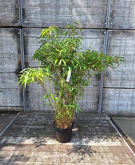 Fargesia rufa Pot 10 liter 125 - 150 cm