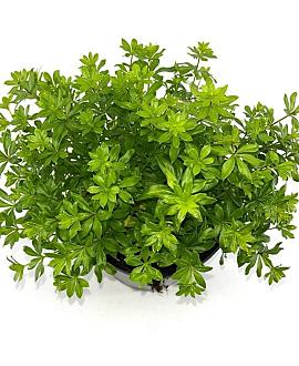 Galium odoratum Pot 2 Liter