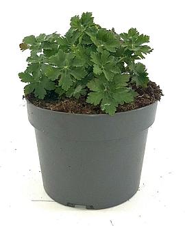 Geranium macr. 'Ingwersen's Var.' Pot 2 Liter