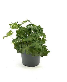 Geranium macr. 'Spessart' Pot 2 Liter