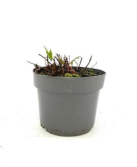 Geranium nodosum Pot 2 Liter