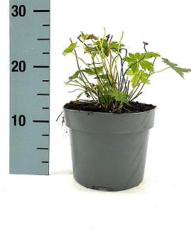 Geranium 'Red Admiral' Pot 2 Liter