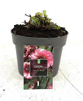 Geum Tempo Rose Pot 2 Liter