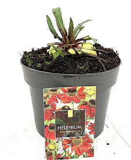 Helenium 'Moerheim Beauty' Pot 2 Liter