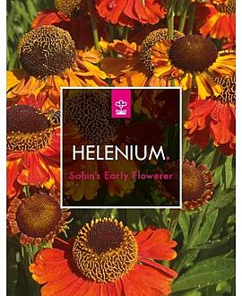 Helenium 'Sahin's Early Flowerer' Pot 2 Liter