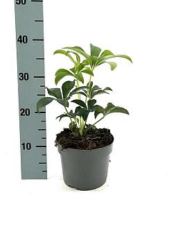 Helleborus orientalis Pot 2 Liter