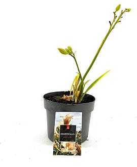 Hemerocallis 'Mini Pearl' Pot 2 Liter