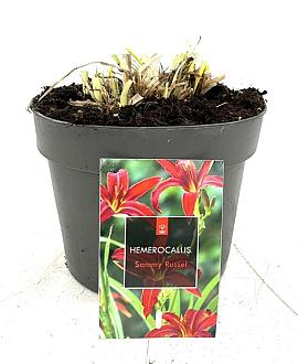 Hemerocallis 'Sammy Russell' Pot 2 Liter