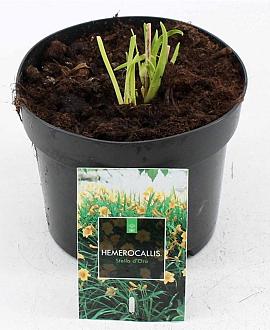 Hemerocallis 'Stella de Oro' Pot 2 Liter