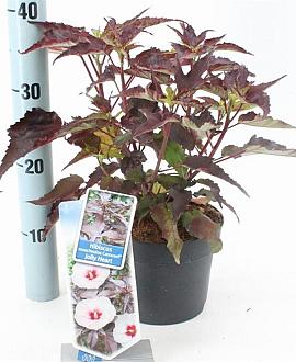 Hibiscus m. Carousel Jolly Heart Pot 2 Liter30 - 40 cm