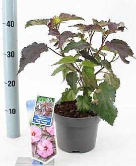 Hibiscus m. Carousel Pink Candy Pot 2 Liter30 - 40 cm