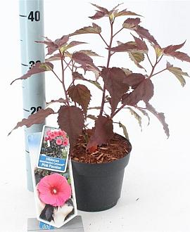 Hibiscus m. Carousel Pink Passion Pot 2 Liter30 - 40 cm