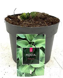 Hosta 'Halcyon' Pot 2 Liter