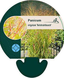 Panicum virgatum 'Rotstrahlbusch' Pot 9 cm