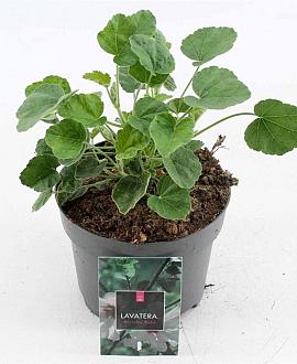 Lavatera 'Barnsley Baby' Pot 2 Liter