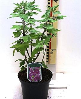 Lavatera Red Rum Pot 3 Liter 20 - 30 cm