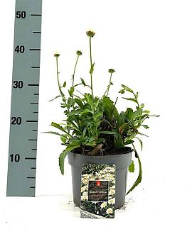 Leucanthemum (S) 'Madonna' Pot 2 Liter
