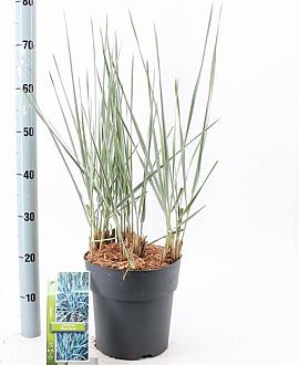 Leymus arenarius 'Blue Dune' Pot 6 liter 30 - 40 cm