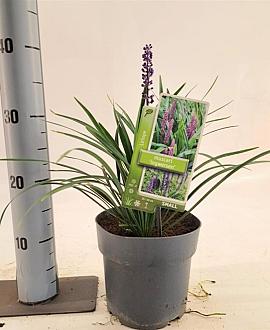 Liriope muscari 'Ingwersen' Pot 2 Liter 20 - 30 cm