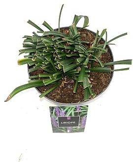 Liriope muscari 'Moneymaker' Pot 2 Liter 20 - 30 cm