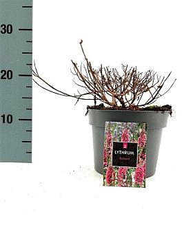 Lythrum sal. 'Robert' Pot 2 Liter
