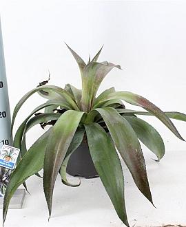 Mangave Mad About Man. Miss.to Mars Pot 5 liter 30-35cm