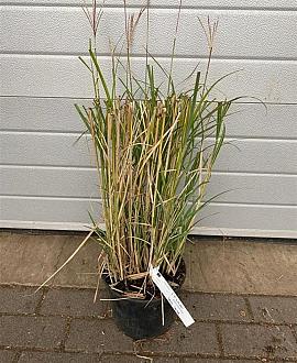 Miscanthus sin. 'Adagio' Pot 5 Liter 