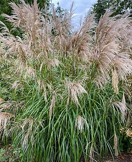 Miscanthus sin. 'Adagio' Pot 3 Liter 40 - 50 cm