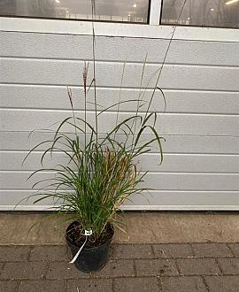 Miscanthus sin. 'Dronning Ingrid' Pot 5 Liter 