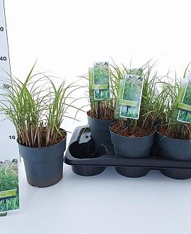 Miscanthus sin. 'Little Zebra' Pot 2 Liter40 - 60 cm
