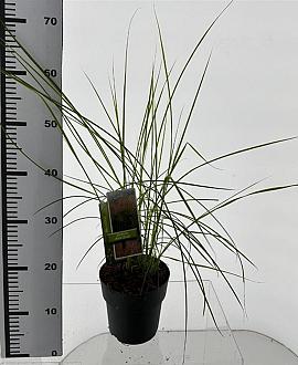 Miscanthus sin. Pink Cloud Pot 2 Liter30 - 40 cm