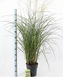 Miscanthus sin. 'Vanilla Sky' Pot 6 Liter 60 - 80 cm