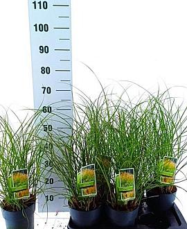 Miscanthus sin. 'Yaku Jima' Pot 2 Liter60 - 80 cm
