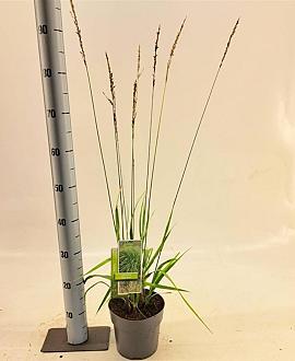Molinia arund. 'Skyracer' Pot 2 Liter40 - 60 cm