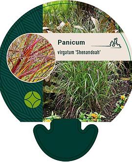 Panicum virgatum 'Shenandoah' Pot 9 cm