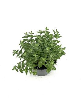 Nepeta Junior Walker Pot 2 Liter