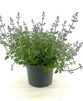 Nepeta 'Kit Cat' Pot 2 Liter