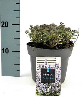 Nepeta 'Purssian Blue' Pot 2 Liter