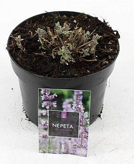 Nepeta 'Six Hills Giant' Pot 2 Liter