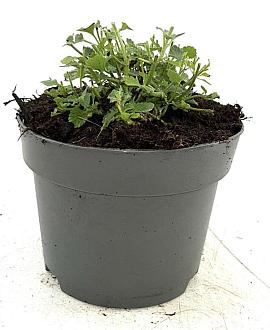 Nepeta 'Walker's Low' Pot 2 Liter