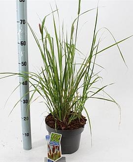 Pennisetum massaicum Pot 5 Liter 30 - 40 cm