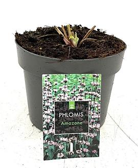 Phlomis tuberosa 'Amazone' Pot 2 Liter