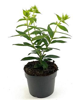 Phlox (P) 'David' Pot 2 Liter