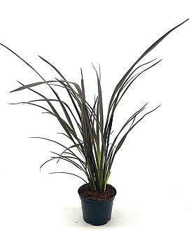 Phormium 'Dark Delight' Pot 2 Liter40 - 50 cm