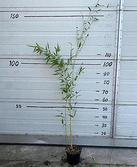 Phyllostachys aureos. 'Aureocaulis' Pot 2 Liter60 - 80 cm