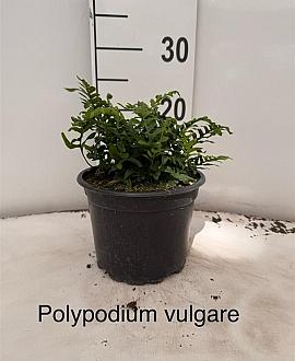 Polypodium vulgare Pot 2 Liter 20 - 30 cm