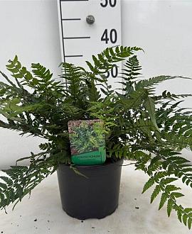 Polystichum tsussimense Pot 2 Liter 20 - 30 cm