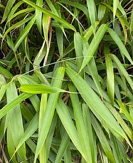 Pseudosasa japonica 'Tsutsumiana' Pot 10 liter 125 - 150 cm