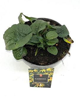 Rudbeckia f. 'Goldsturm' Pot 2 Liter