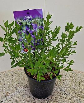 Salvia micr. 'Blue Monrovia' Pot 2 Liter30 - 40 cm